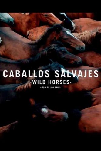 Caballos salvajes